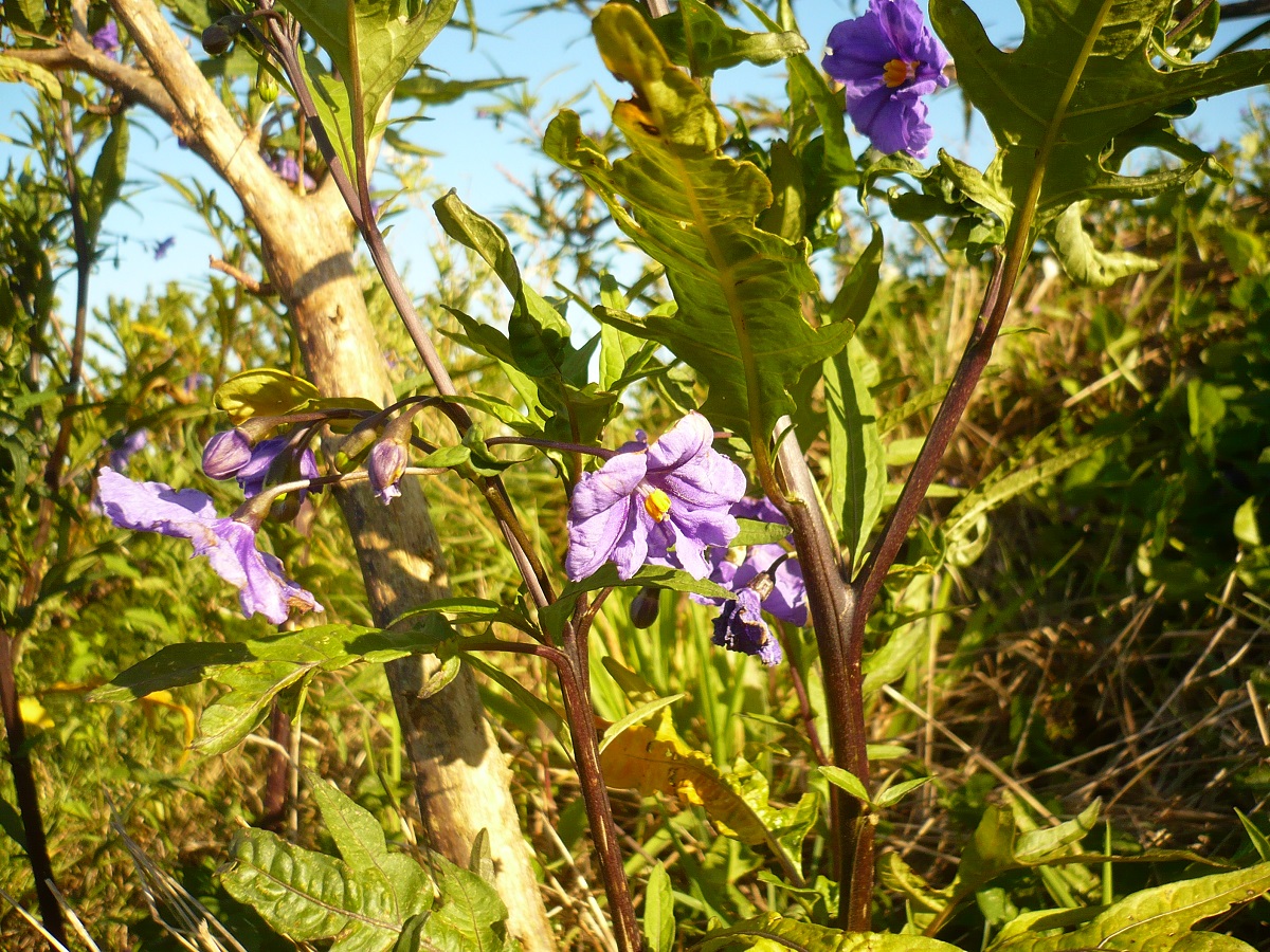 Solanum laciniatum (Solanaceae)